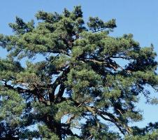 ふるさと敦賀の木「まつ」の画像