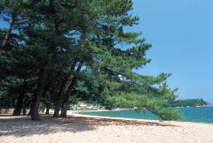 気比の松原写真